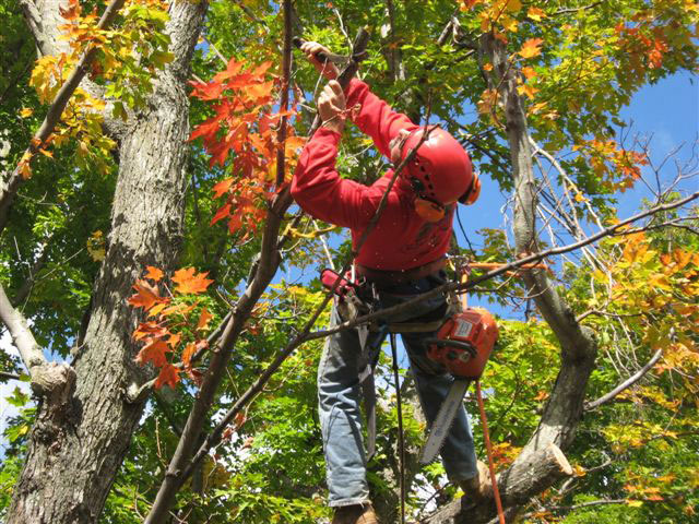 Tree Pruning Southern Vermont
