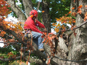 Deerfield Valley Woodlot management treecare professional