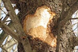 signs of tree distress