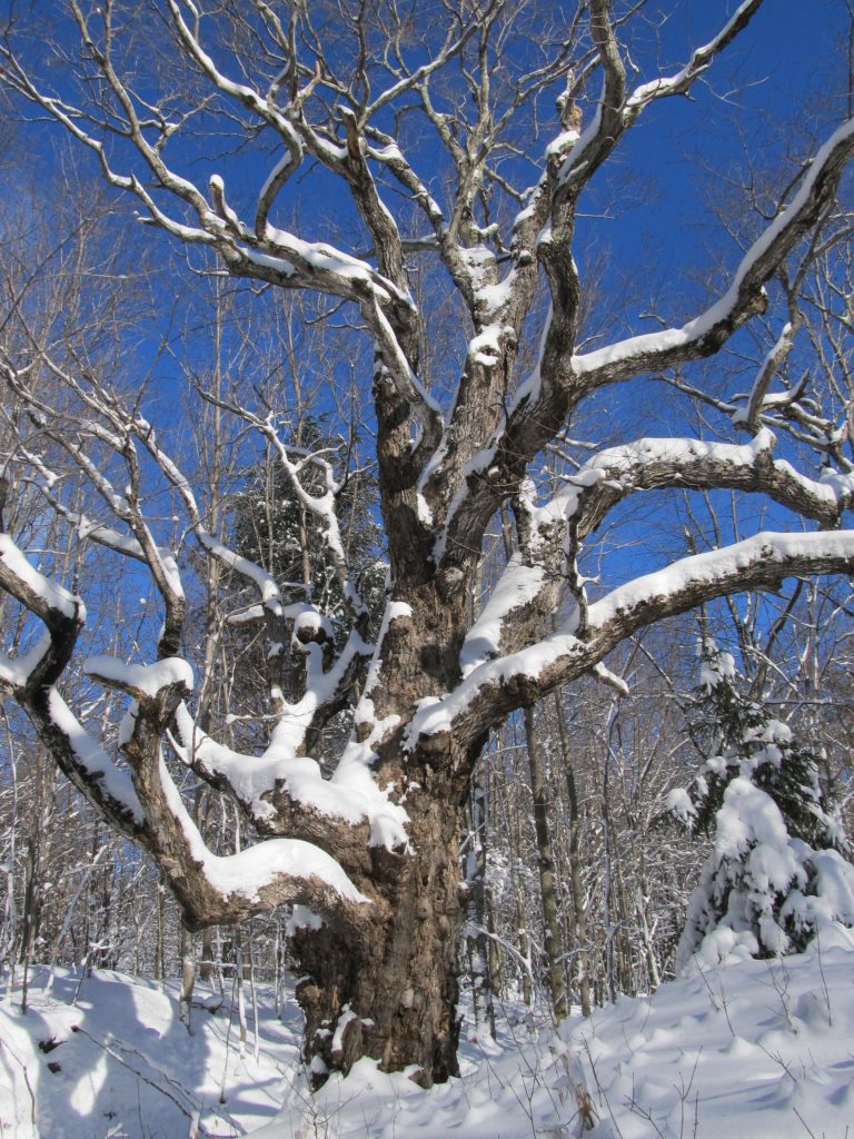 snow covered tree