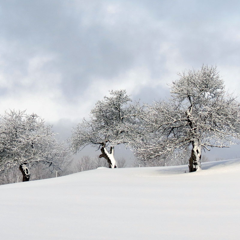 winter-tree-care