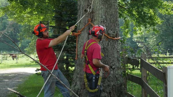 black diamond tree care vermont