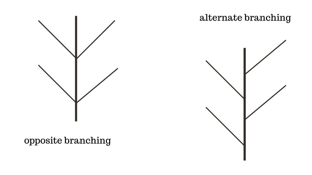 alternate or opposite branching on ash tree