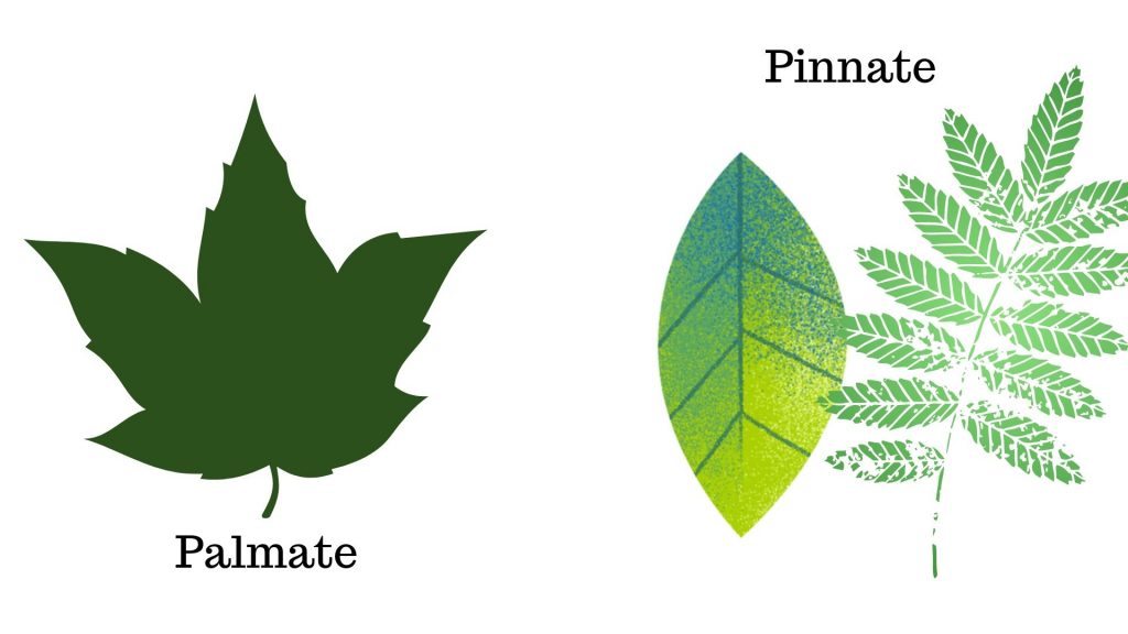 palmate or pinnate leaf shape to identify ash trees